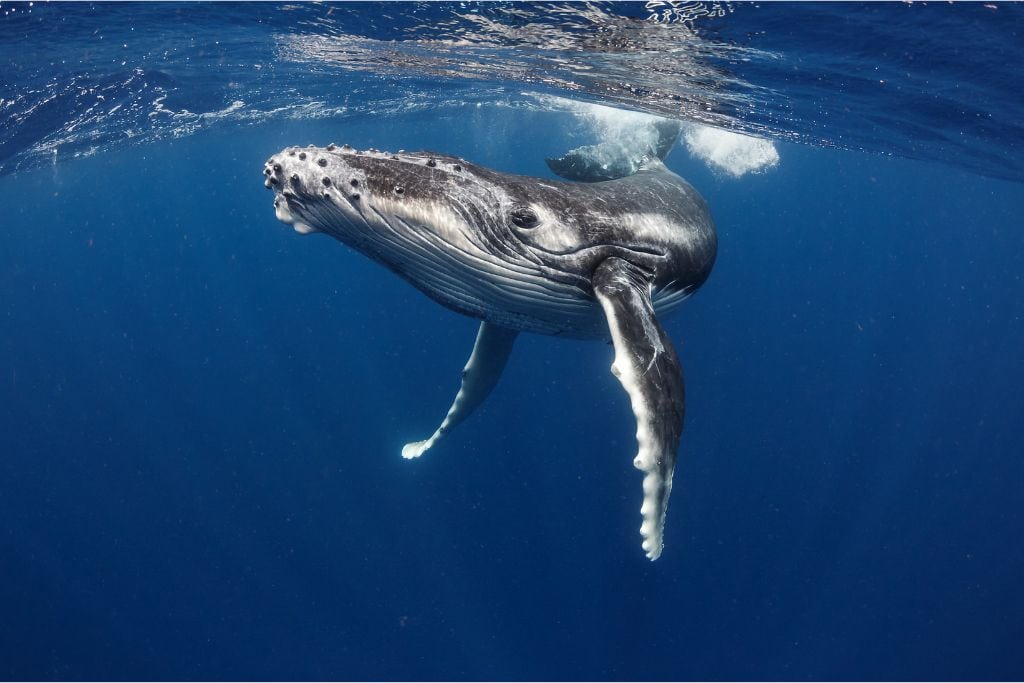 Oahu whale watching tours